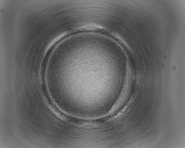 X0000083631026200702121200
