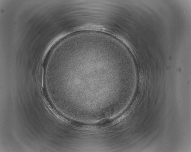 X0000083631123200702121159
