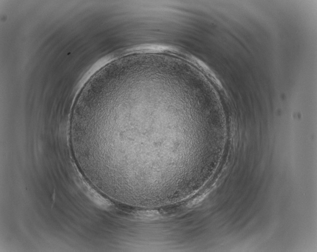 X0000083631186200702121158