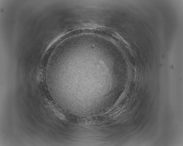 X0000083631208200702121157
