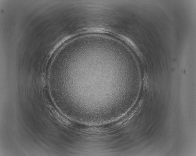 X0000083631212200702121157
