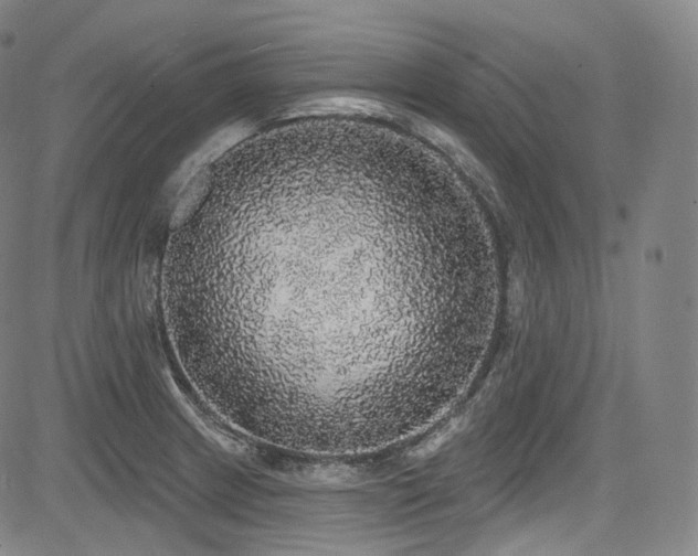 X0000083631233200702121157