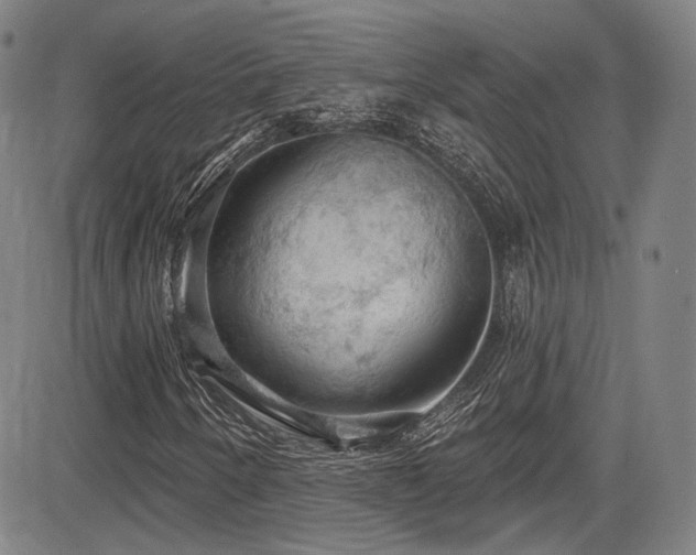 X0000083631250200702121157