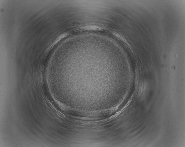 X0000083631305200702121155
