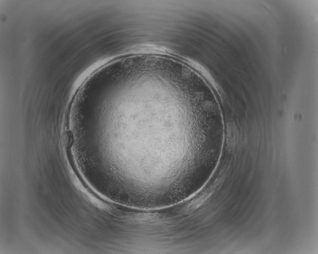 X0000083631387200702121154