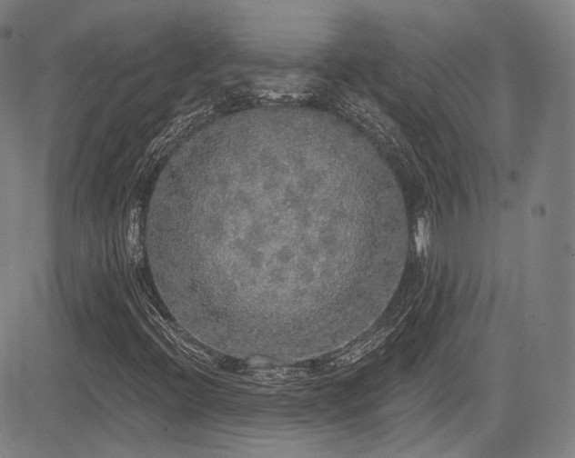 X0000083631396200702121154