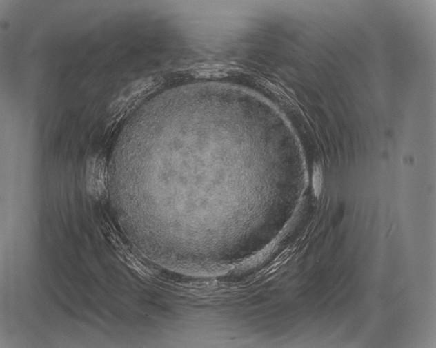 X0000083631444200702121154