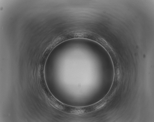 X0000083630217200702201350