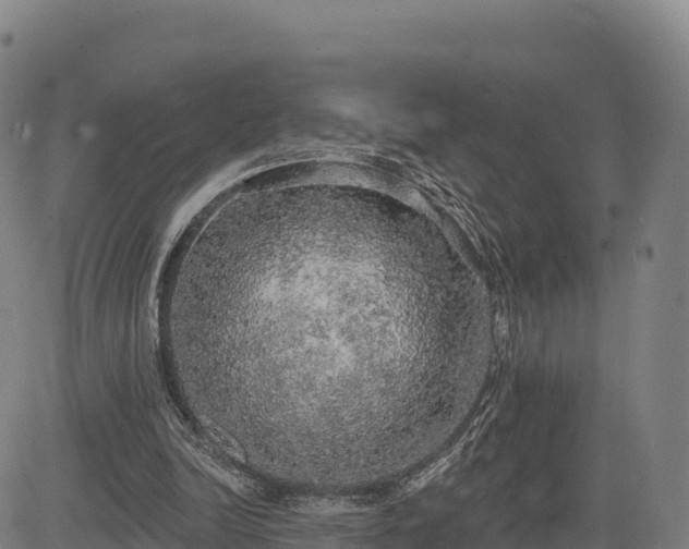 X0000083630246200702201349