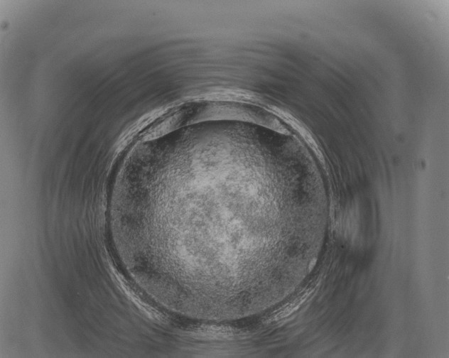 X0000083630437200702201346
