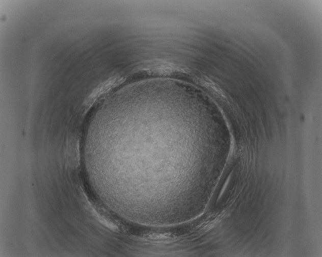 X0000083630638200702201343