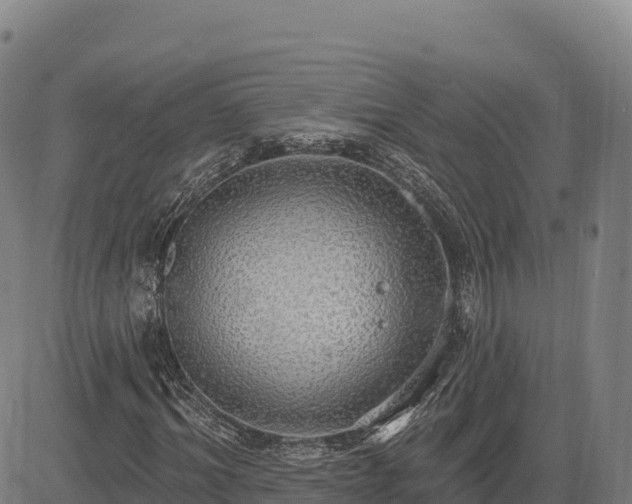 X0000083630964200702201338