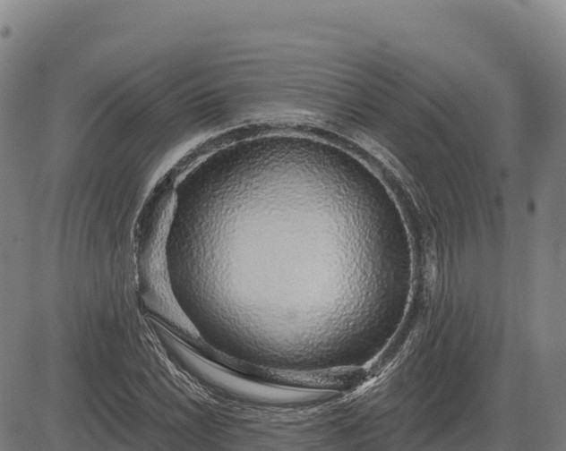 X0000083631022200702201336