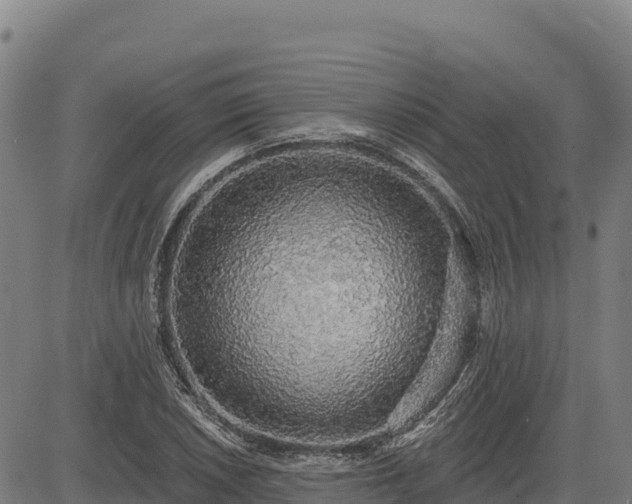 X0000083631026200702201336