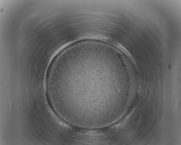 X0000083631028200702201336