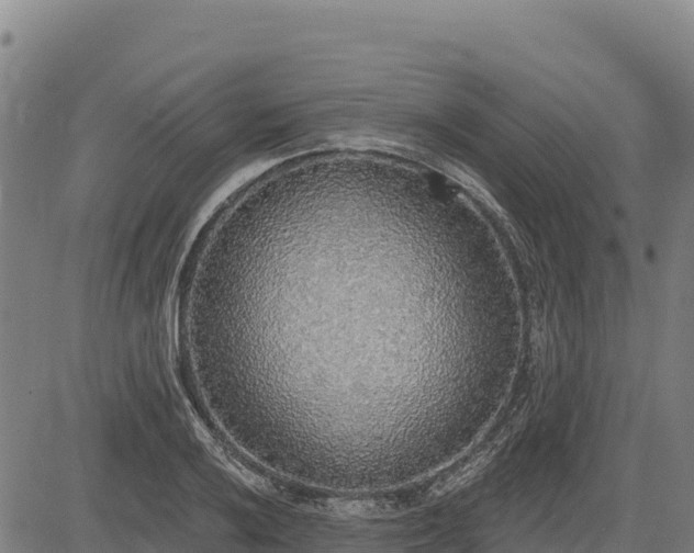 X0000083631032200702201336