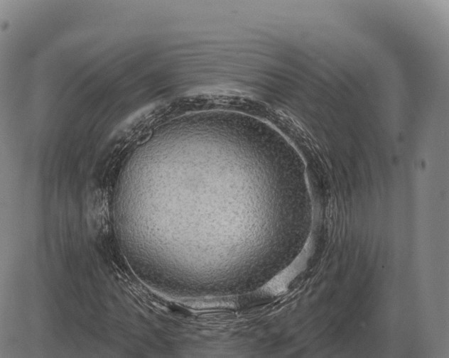 X0000083631062200702201336