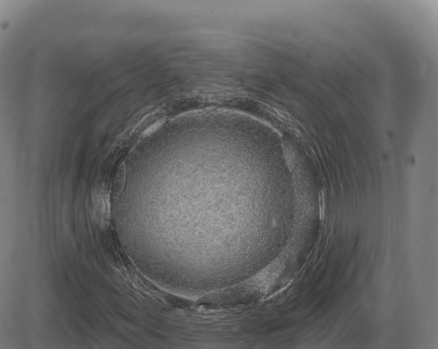 X0000083631155200702201334