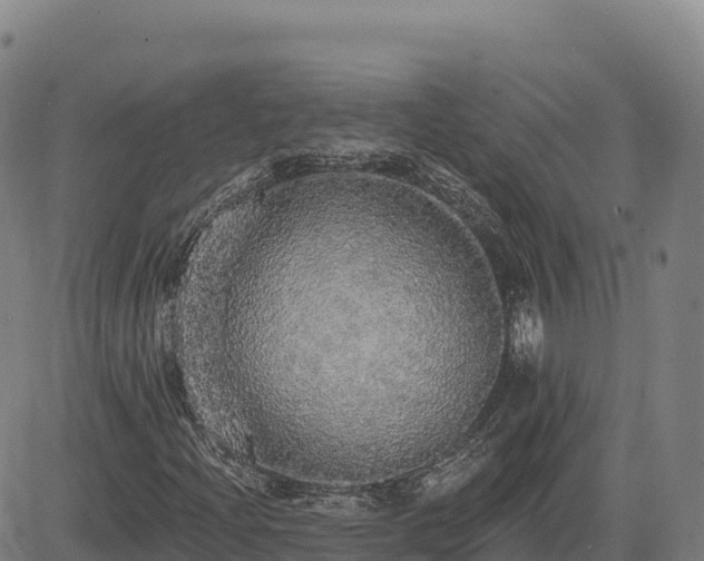 X0000083631204200702201333