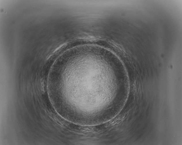 X0000083631205200702201333