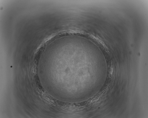 X0000083631207200702201333