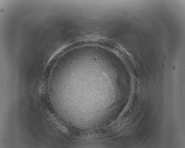 X0000083631208200702201333