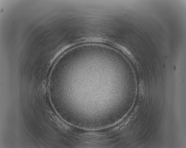 X0000083631212200702201333