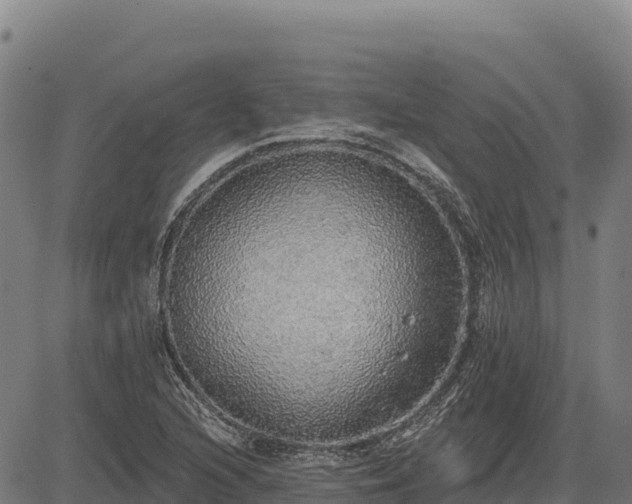 X0000083631216200702201333