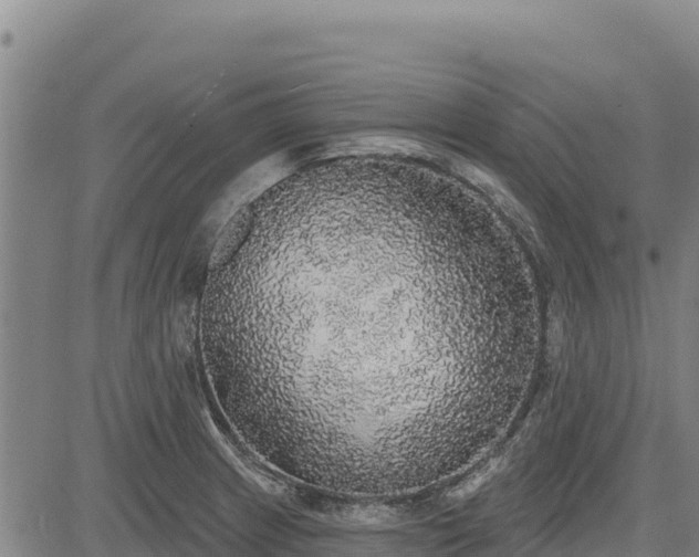 X0000083631233200702201333