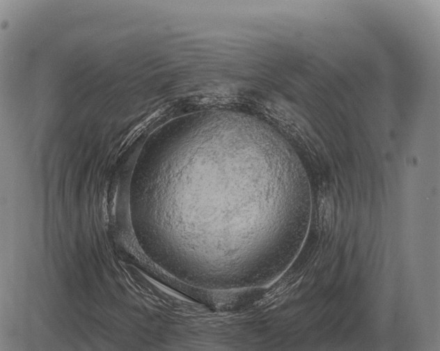 X0000083631250200702201333