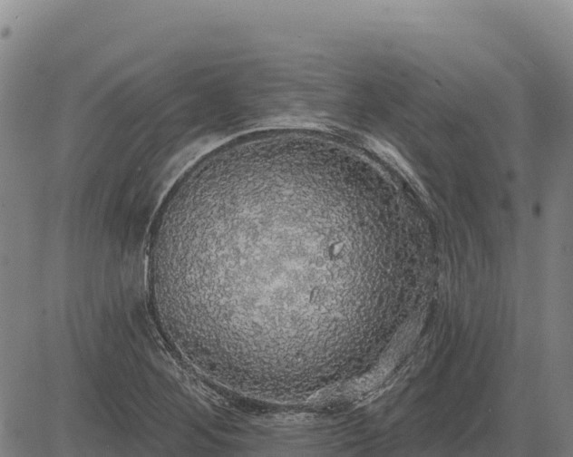 X0000083631268200702201333