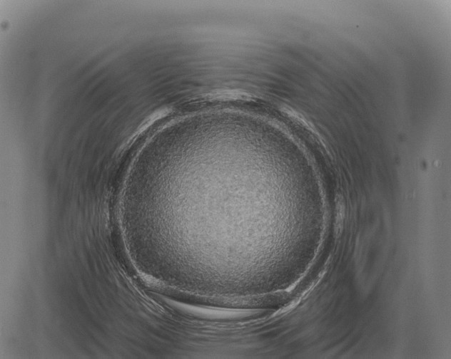 X0000083631305200702201331