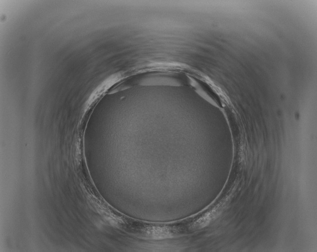 X0000083631362200702201331