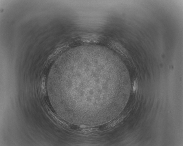 X0000083631396200702201330