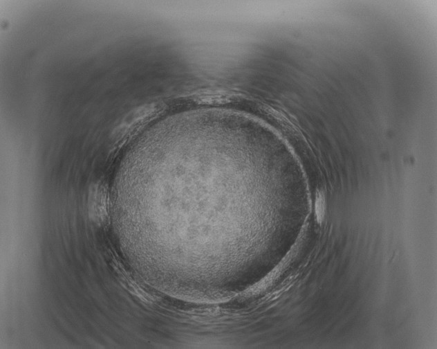 X0000083631444200702201330