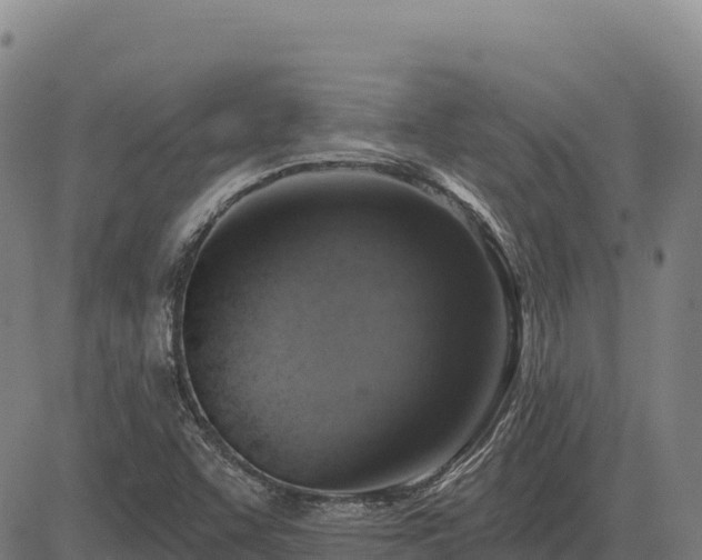 X0000083631455200702201329