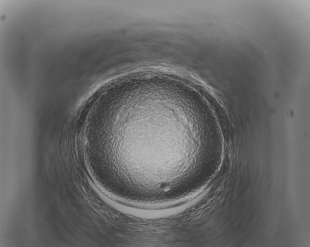 X0000083631496200702201328