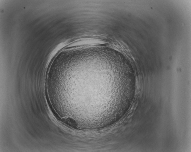 X0000083630003200702261037