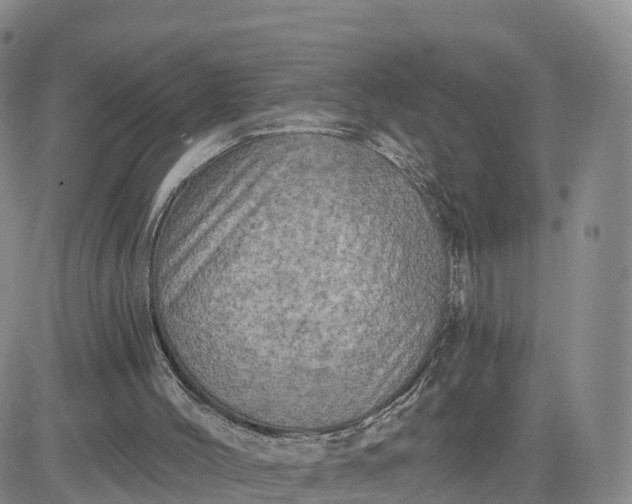X0000083630004200702261037