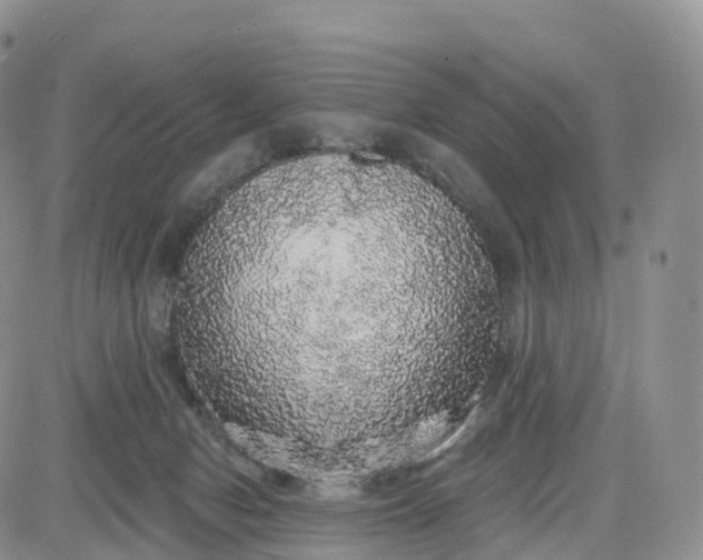 X0000083630078200702261036