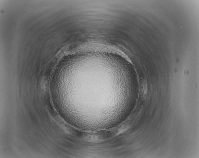 X0000083630276200702261032