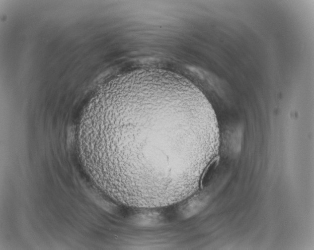 X0000083630278200702261033