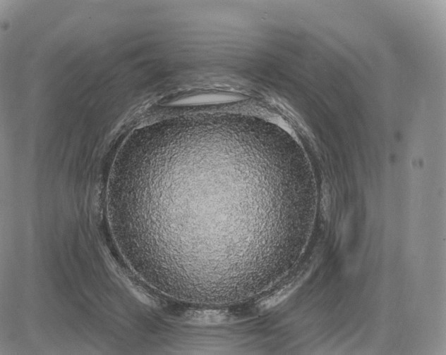 X0000083630449200702261029
