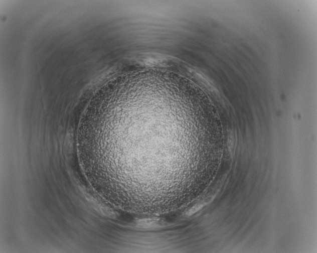 X0000083630461200702261029
