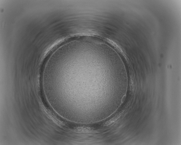 X0000083630535200702261027