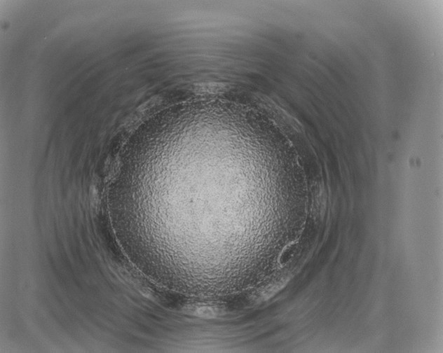 X0000083630655200702261026