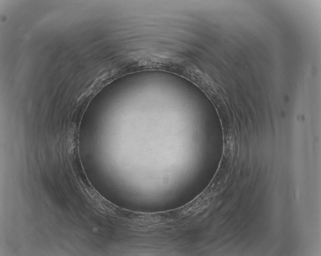 X0000083631012200702261019