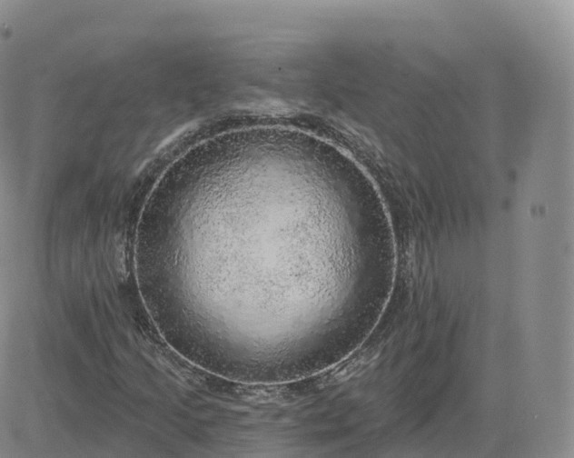 X0000083631205200702261016