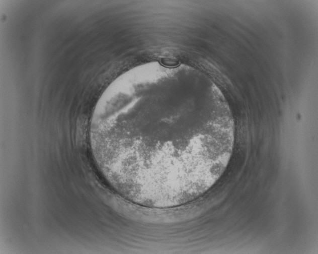 X0000083630030200703051646