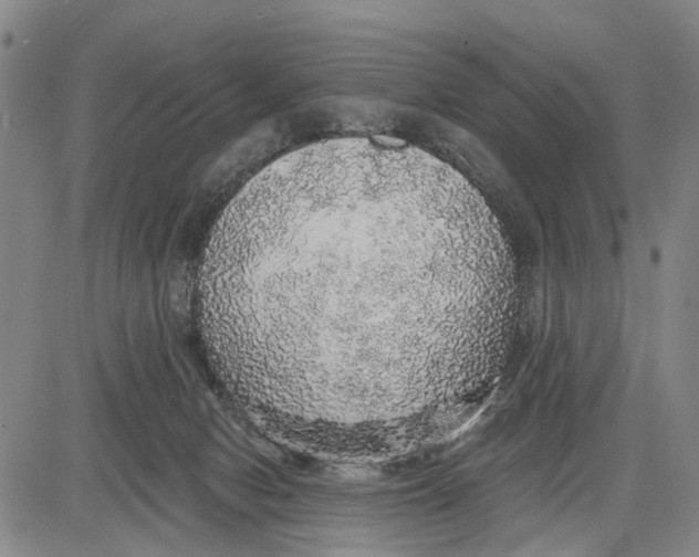 X0000083630078200703051646